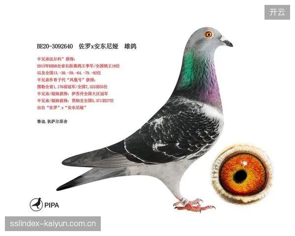 中场新老搭配存变数,萨尔的活力需弥补盖伊年龄增长后的覆盖范围。 中场新老搭配存变数,萨尔的活力需弥补盖伊年龄增长后的覆盖范围。